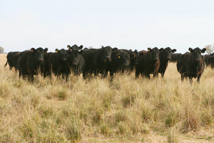 Beef and Bitcoin