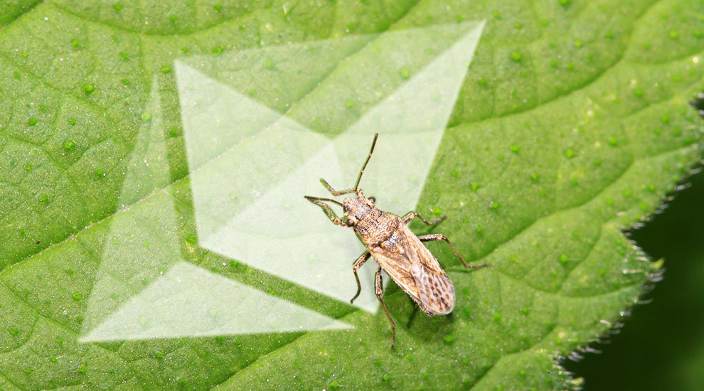 A Bug Making Ethereum Transactions on Exchanges Vulnerable Has Been Fixed
