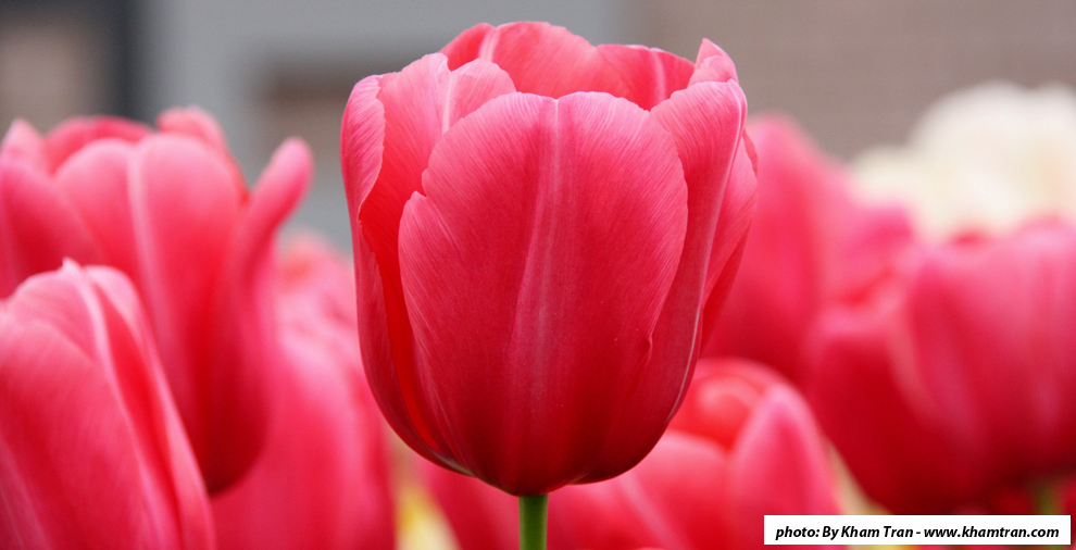 Tramping Through the Tulips with Blodget