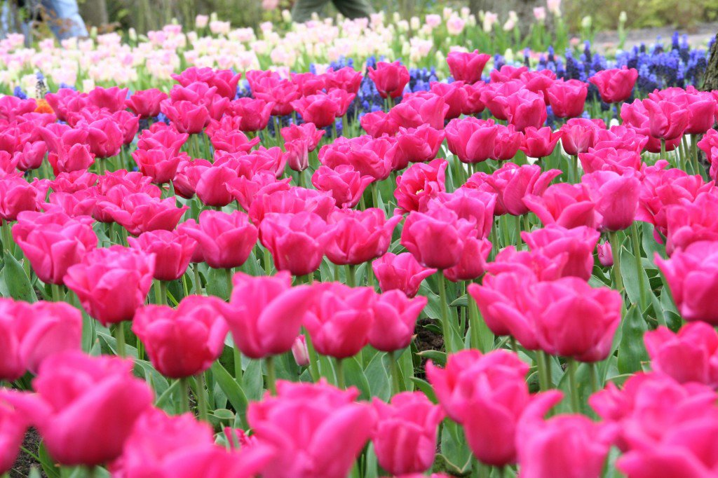 Tulip Mania and Why It Has Nothing To Do With Bitcoin